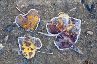 Digital art photo of frosty leaves Digital art of frosty leaves, created from an original photograph