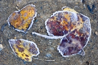 Digital art photo of frosty leaves Digital art of frosty leaves, created from an original photograph