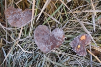 Digital art photo of frosy leaves Digital art of frosty leaves, created from an original photograph