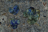 Digital art photo of frosty leaves Digital art of frosty leaves in blue, created from an original photograph