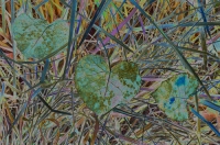 Digital art photo of frosty leaves Digital art of frosty leaves in blues greens and yellows, created from an original photograph