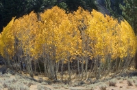 Digital art photo of Aspen Trees Digital art of an Aspen grove, created from an original photograph