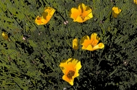 Digital art photo of California Poppies Digital Art of California Poppies, created from an original photograph
