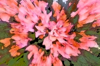 Digital art photo of a Bougainvilla Digital Art of a Bougainvilla, created from an original photograph