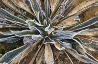 Digital art photo of an unknown plant Digital Art of a frosty unknown plant, created from an original photograph