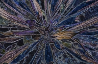 Digital art photo of an unknown plant Digital Art of a frosty unknown plant, created from an original photograph