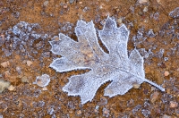 Digital art photo of an Oak Leaf Digital Art of a frozen Oak Leaf, created from an original photograph