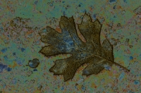 Digital art photo of an Oak Leaf Digital Art of a frozen Oak Leaf, created from an original photograph