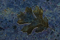 Digital art photo of an Oak Leaf Digital Art of a frozen Oak Leaf, created from an original photograph