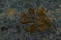 Digital art photo of an Oak Leaf Digital Art of a frozen Oak Leaf, created from an original photograph