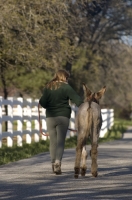 Rural Auburn, California  Woman walking down a country lane with her donkey, Auburn, California