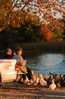 D-OL-0405 Senior couple feeding the birds at Hart Memorial Park, Bakersfield, California.