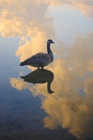 DN-0001 Goose Silhouette at Utica Reservoir, Alpine County, California.