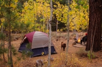 DT-CA-19-05 Fall camping at Buckeye Campground, Bridgeport, California