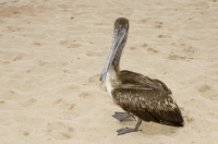 Cabo San Lucas, Mexico Pelican on the beach (playa) in Cabo San Lucas, Baja California, Mexico