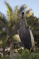 Cabo San Lucas, Mexico African Crane at Pueblo Bonito Rose' Resort, Cabo San Lucas, Baja California, Mexico
