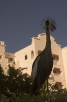 Cabo San Lucas, Mexico African Crane at Pueblo Bonito Rose' Resort, Cabo San Lucas, Baja California, Mexico