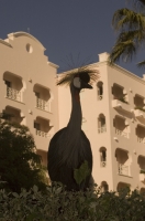 Cabo San Lucas, Mexico African Crane at Pueblo Bonito Rose' Resort, Cabo San Lucas, Baja California, Mexico
