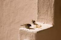 Cabo San Lucas, Mexico Birds eating tortillas on our veranda, Pueblo Bonito Rose' Resort, Baja California, Mexico