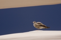Cabo San Lucas, Mexico Seagull perched on top of a beach canopy, Cabo San Lucas, Baja California, Mexico