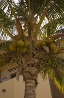 Cabo San Lucas, Mexico Coconut Palm at Puerto Paraiso, Cabo San Lucas, Baja California, Mexico