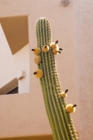 Cabo San Lucas, Mexico Saguaro Cactus in bloom, Cabo San Lucas, Baja California, Mexico