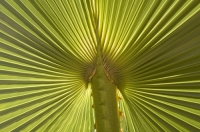 Cabo San Lucas, Mexico Close-up of a backlit Palm frond, Cabo San Lucas, Baja California, Mexico